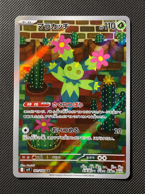 Maracachi 101/100