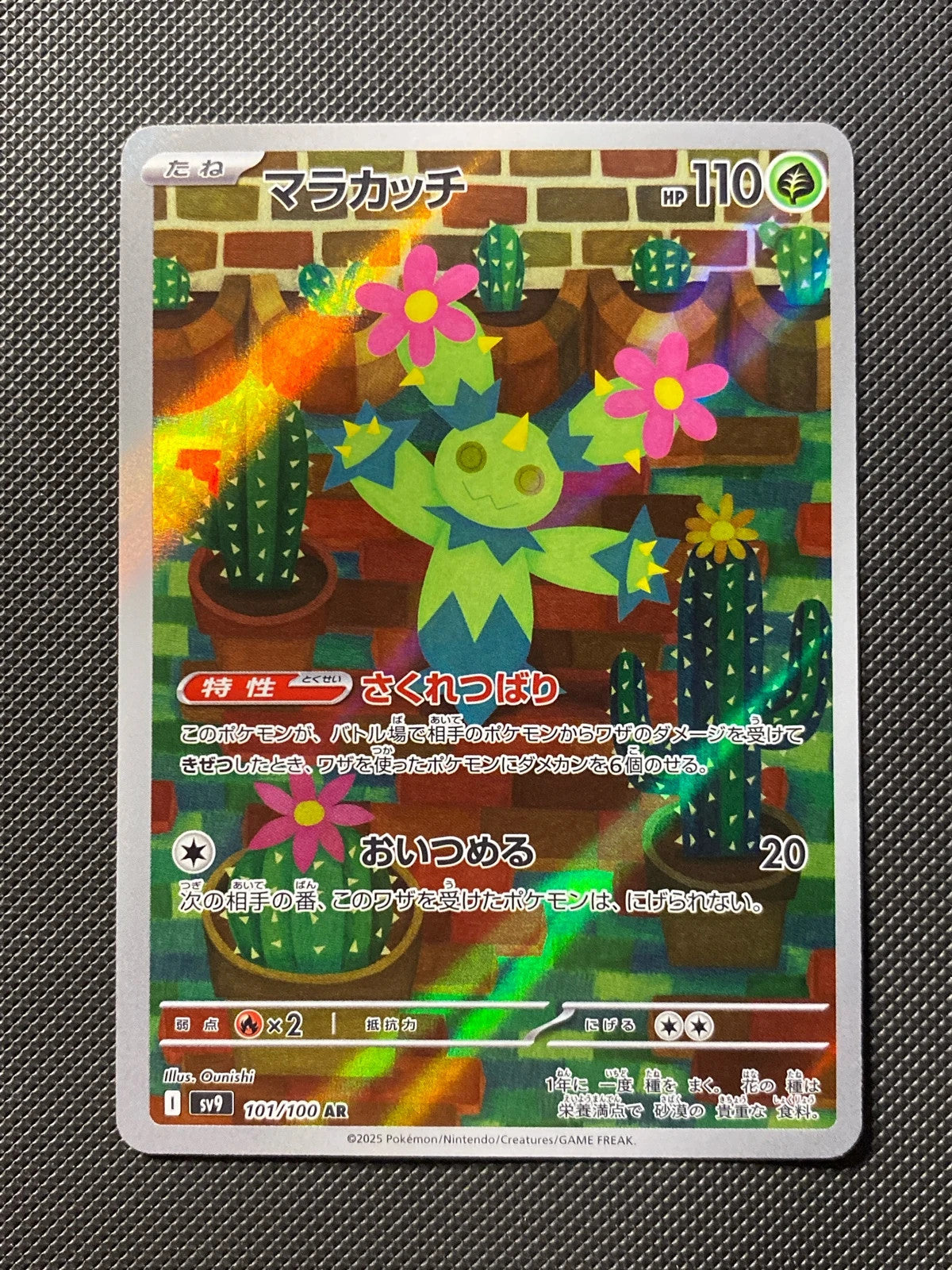 Maracachi 101/100